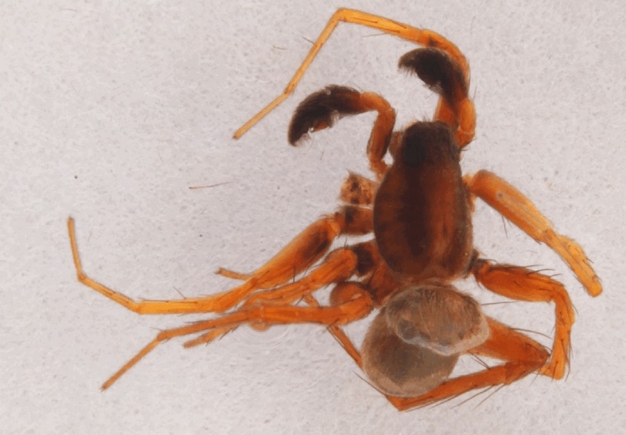 Pardosa_maisa-2.jpg