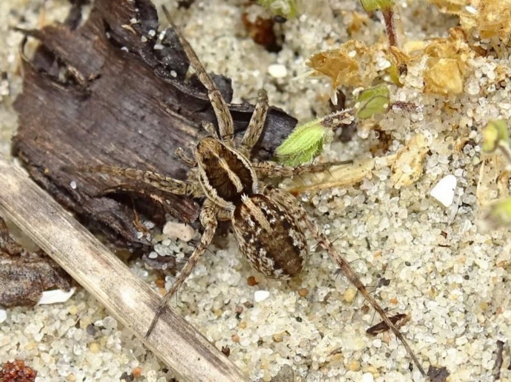 Pardosa_monticola-1.jpg