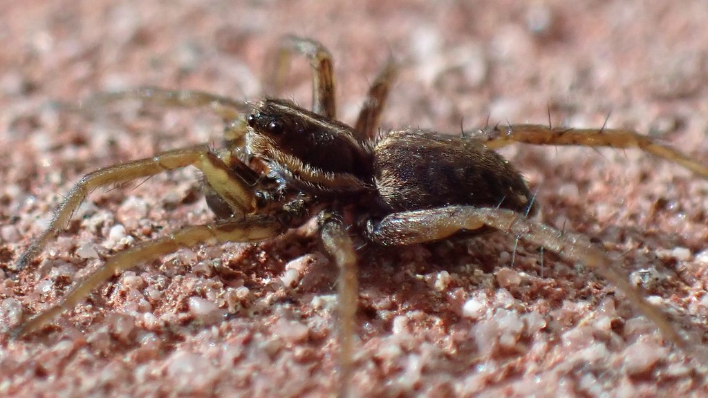 Pardosa_monticola-2.jpg