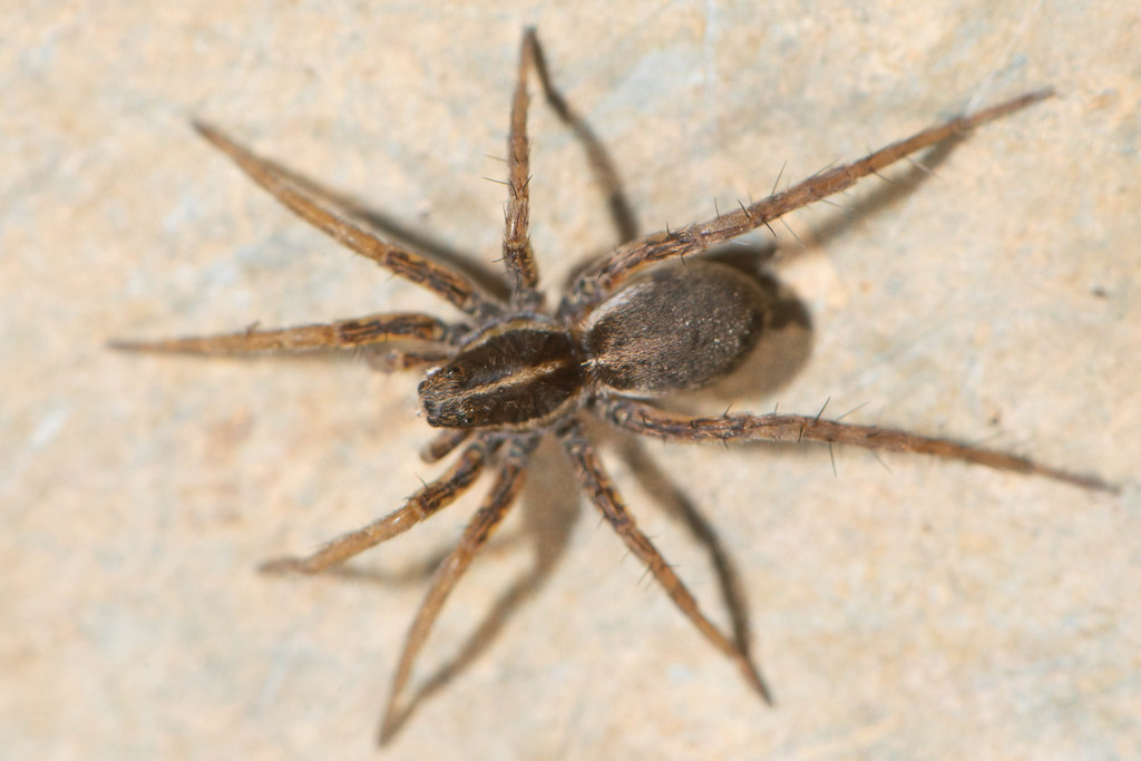 Pardosa_monticola-3.jpg