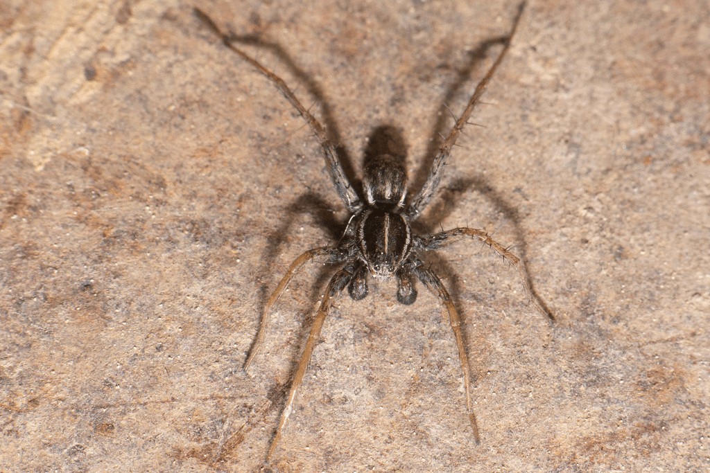Pardosa_monticola-5.jpg
