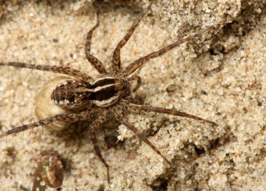Pardosa_monticola-6.jpg