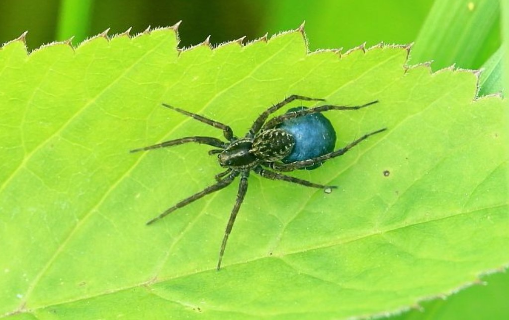 Pardosa_monticola-7.jpg