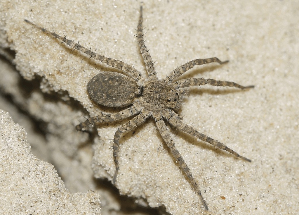 Pardosa_nebulosa-1.jpg