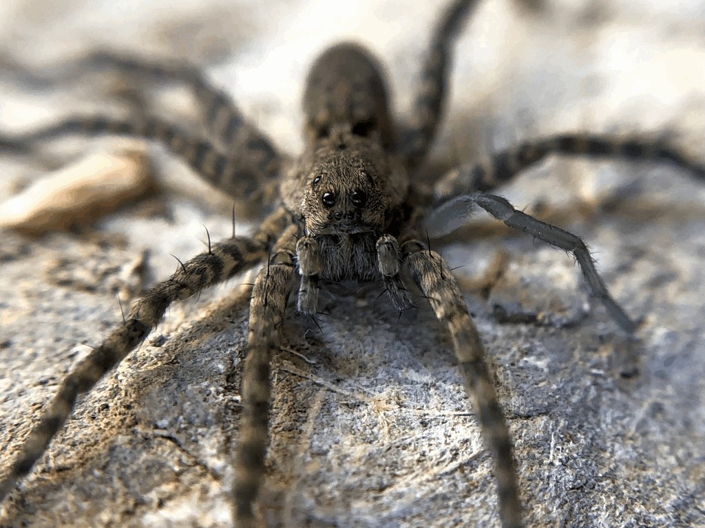 Pardosa_nebulosa-2.jpg