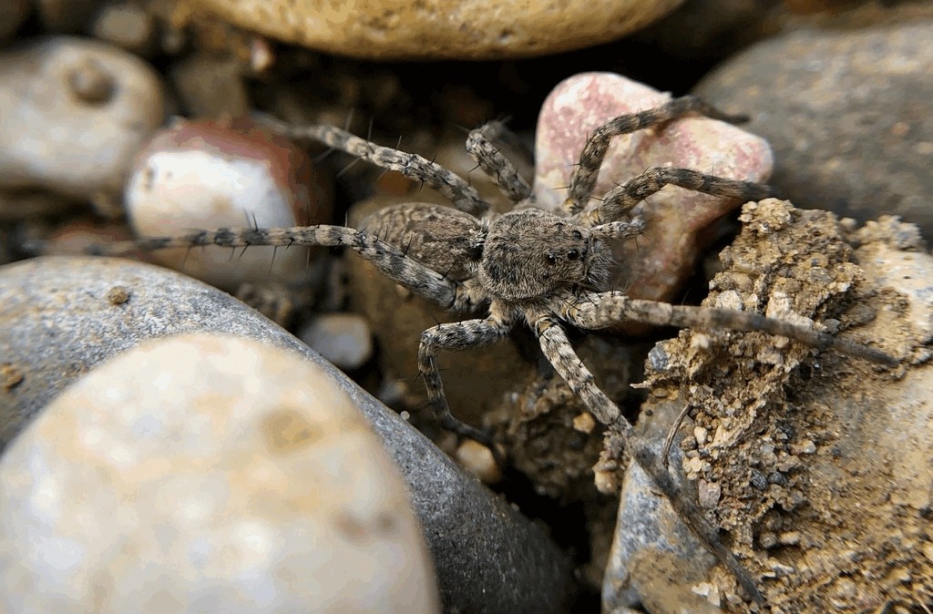 Pardosa_nebulosa-2a.jpg