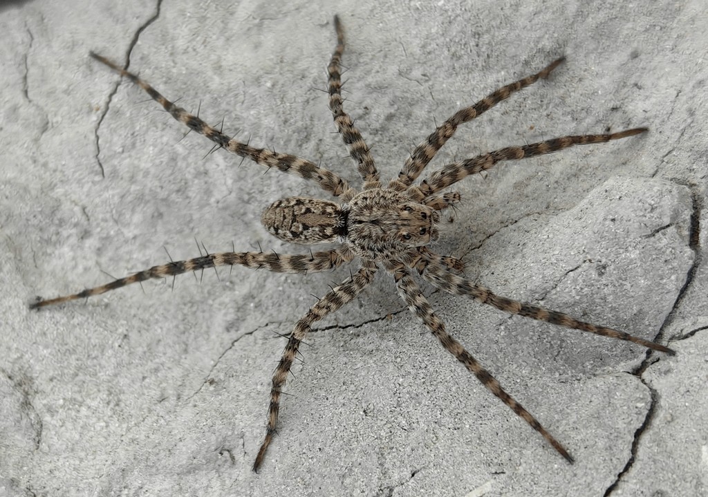 Pardosa_nebulosa-3.jpg