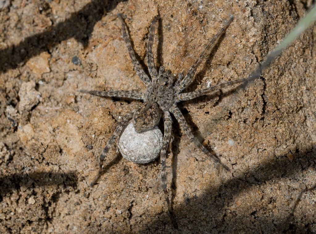 Pardosa_nebulosa-4.jpg