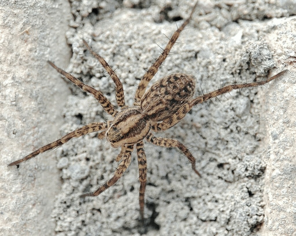 Pardosa_nigriceps-1.jpg