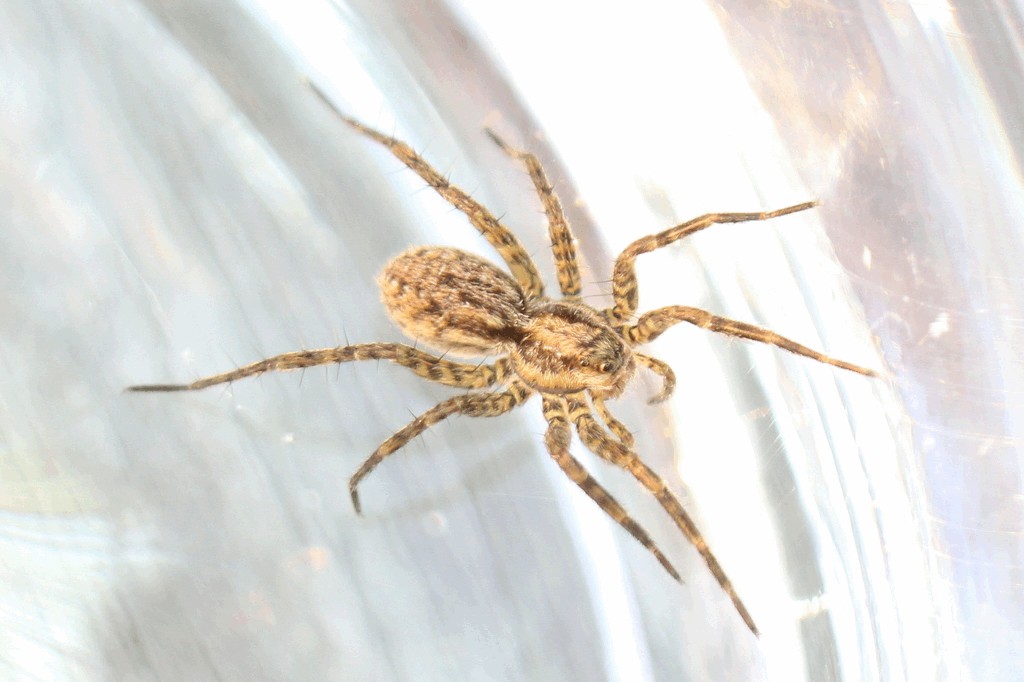 Pardosa_nigriceps-2.jpg