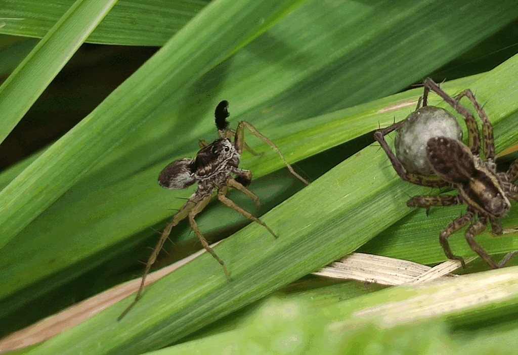 Pardosa_nigriceps-3.jpg