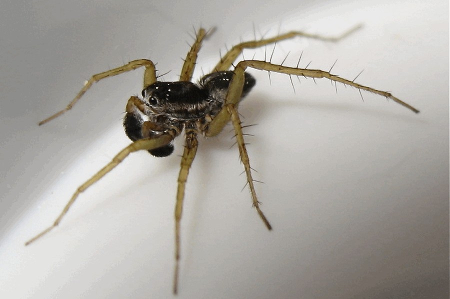 Pardosa_nigriceps-4.jpg