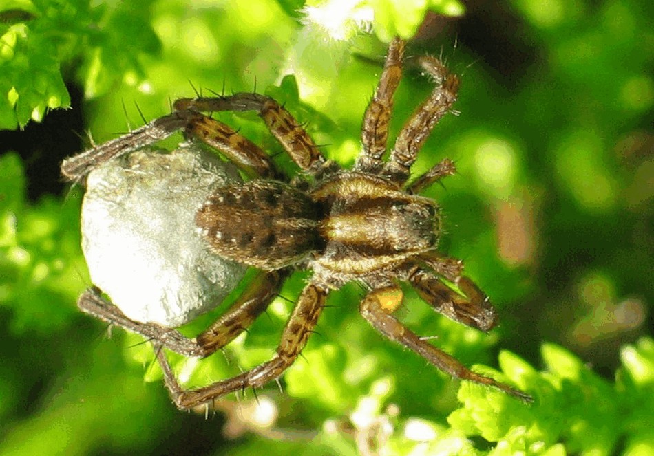 Pardosa_nigriceps-5.jpg