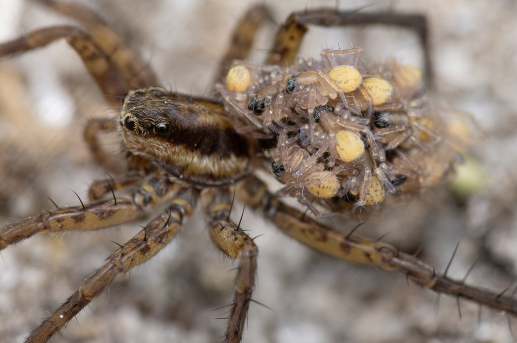 Pardosa_nigriceps-6.jpg