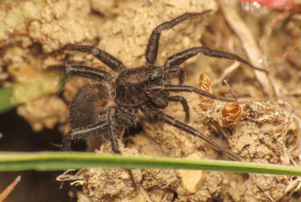 Pardosa_paludicola-1.jpg