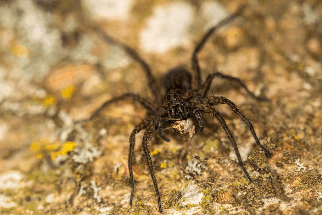Pardosa_paludicola-2.jpg