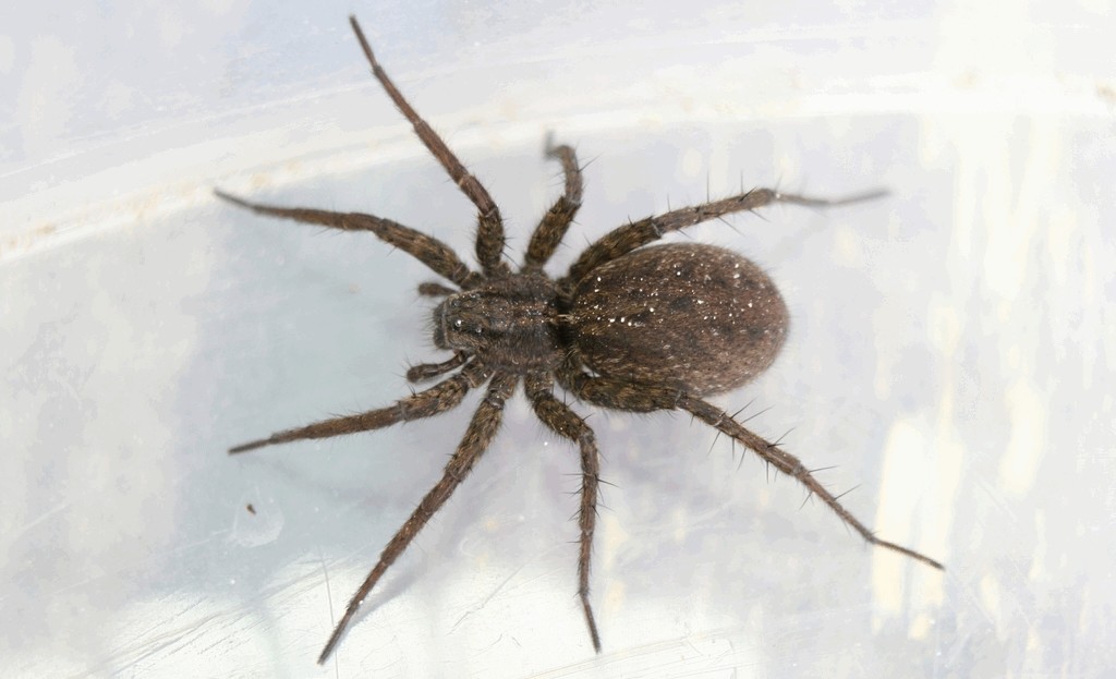 Pardosa_paludicola-3.jpg