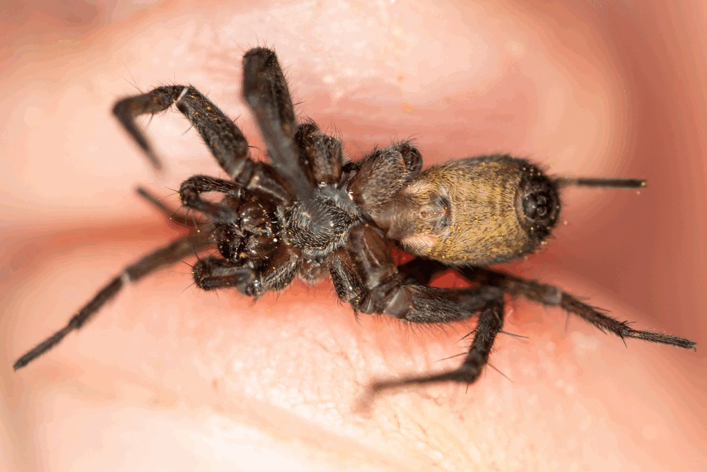 Pardosa_paludicola-4.jpg