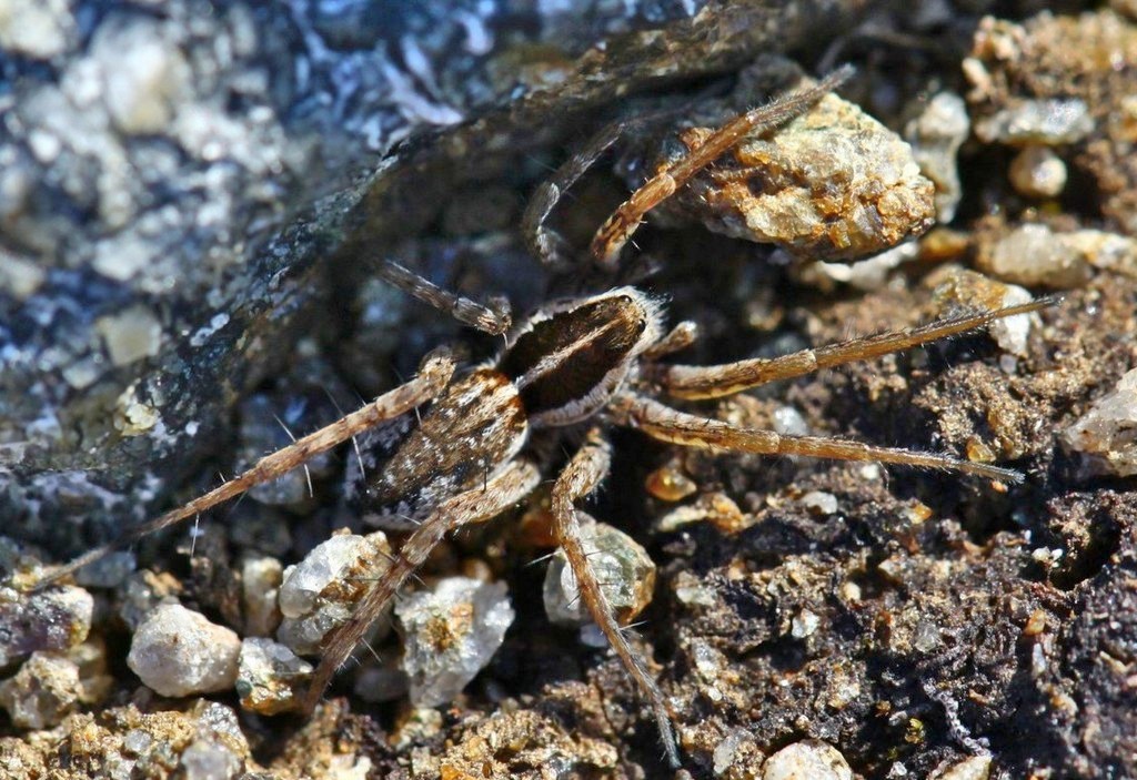 Pardosa_palustris-1.jpg