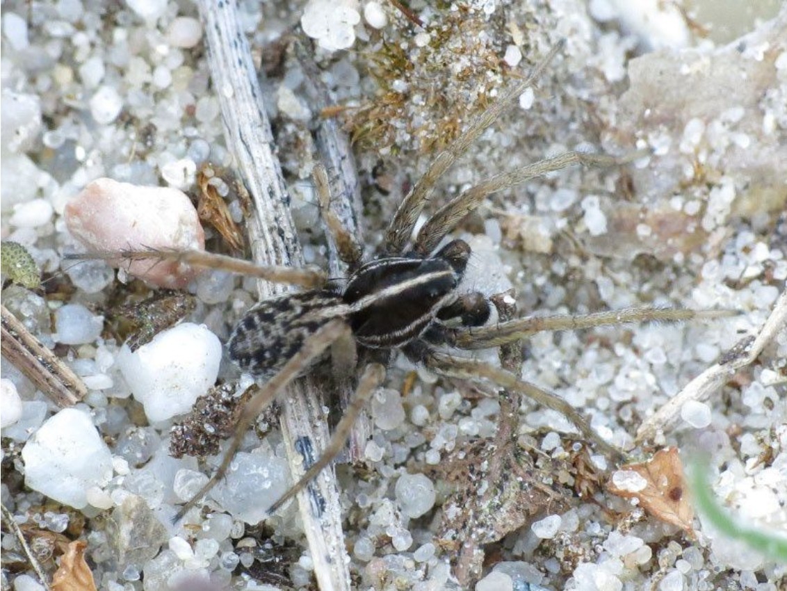 Pardosa_palustris-2.jpg