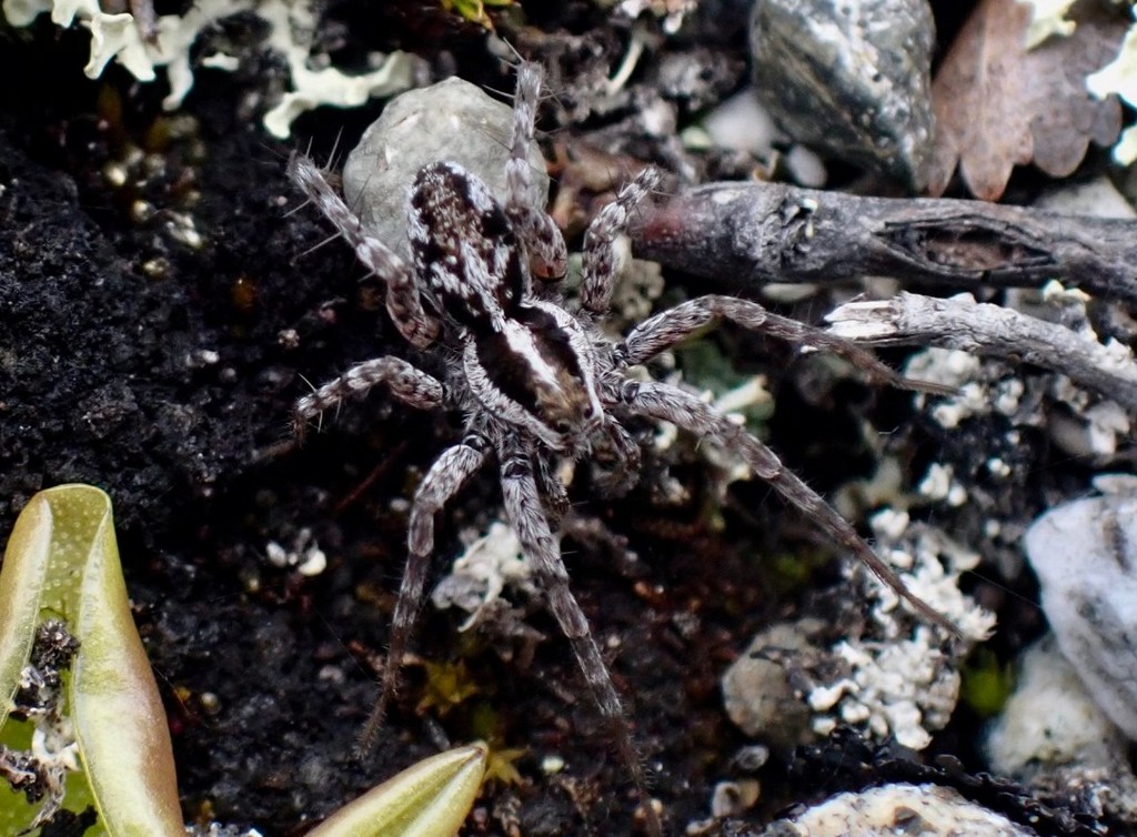 Pardosa_palustris-3.jpg