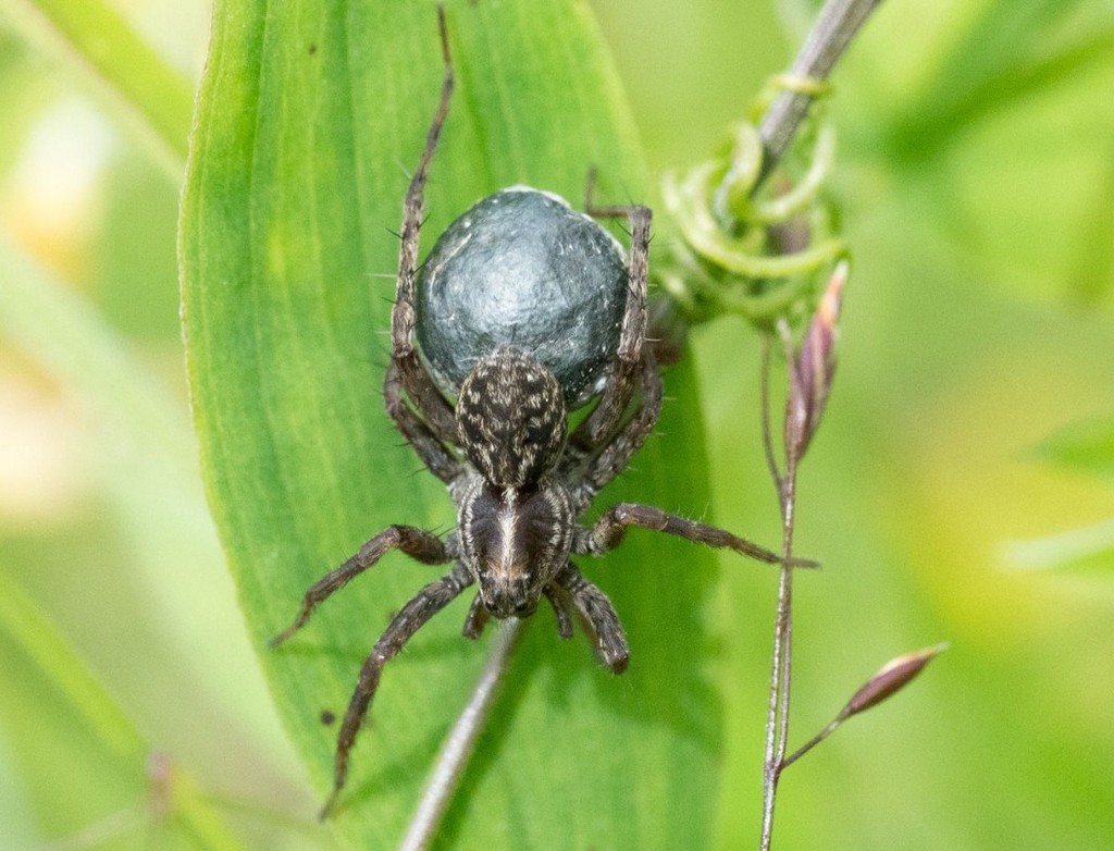 Pardosa_palustris-4.jpg