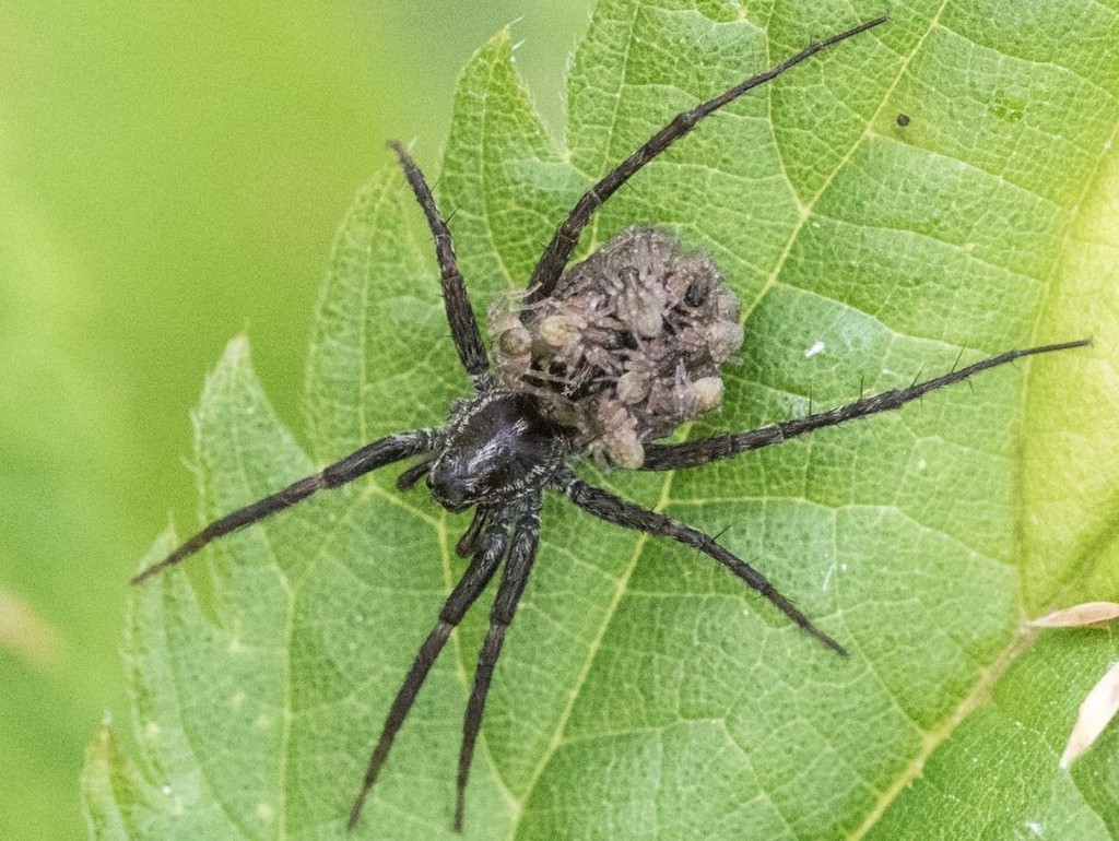 Pardosa_palustris-5.jpg