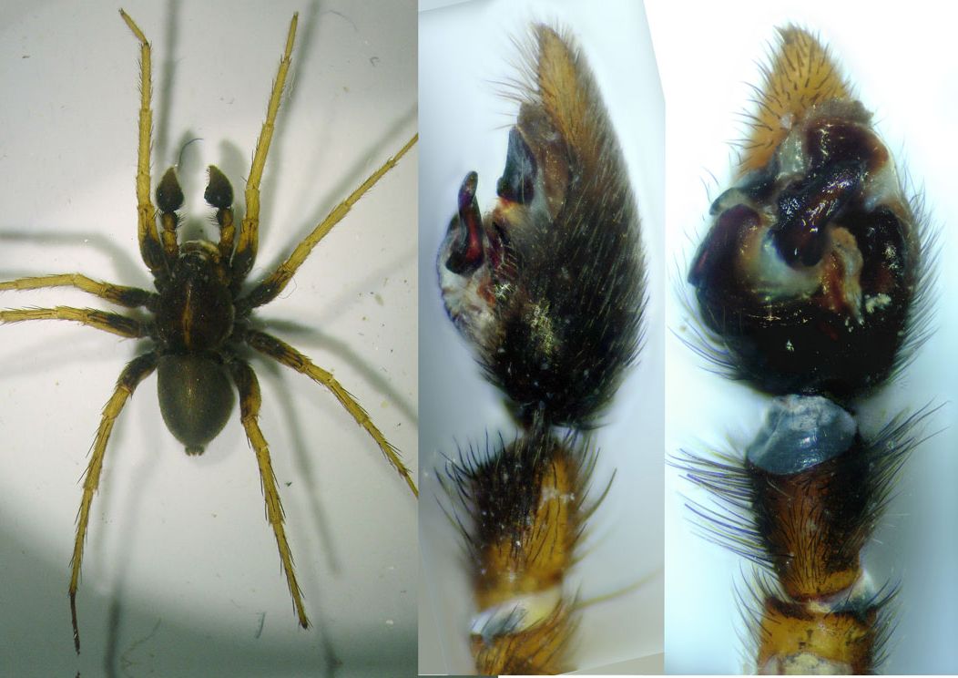Pardosa_palustris-6.jpg