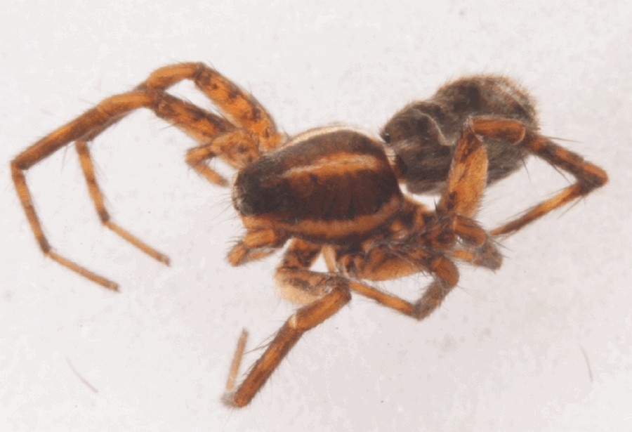 Pardosa_plumipes-1.jpg