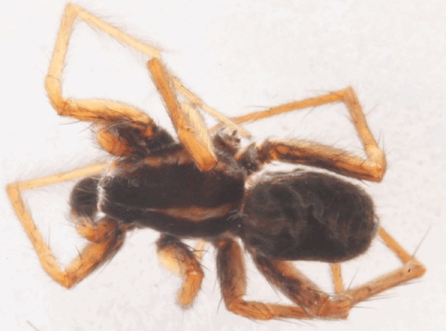 Pardosa_plumipes-2.jpg