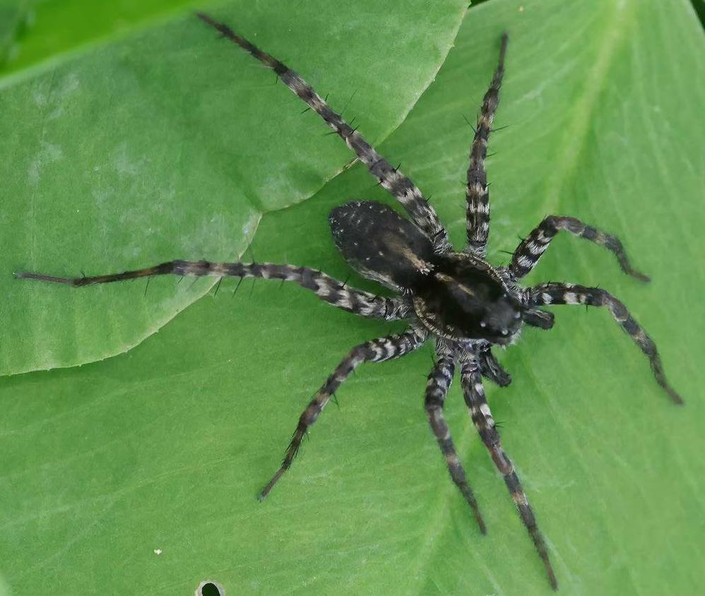 Pardosa_prativaga-3.jpg