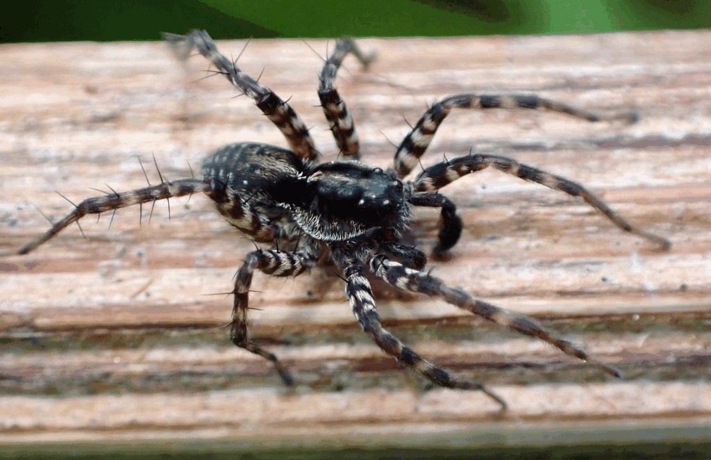 Pardosa_prativaga-4.jpg
