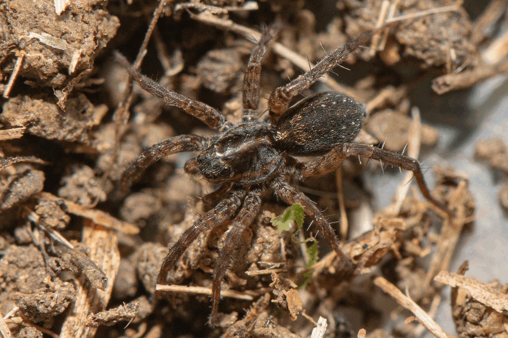 Pardosa_pullata-1.jpg