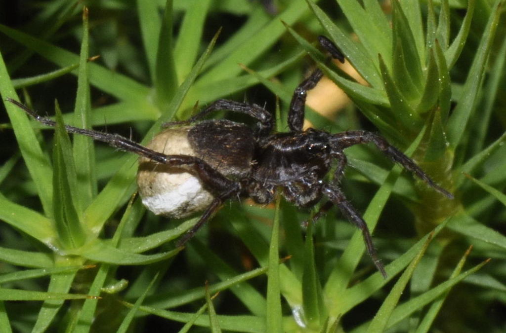 Pardosa_pullata-2.jpeg