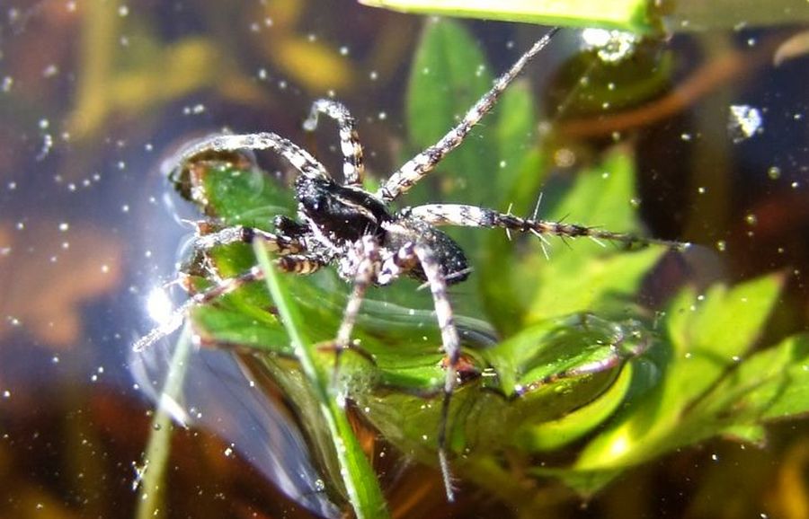 Pardosa_pullata-3.jpg