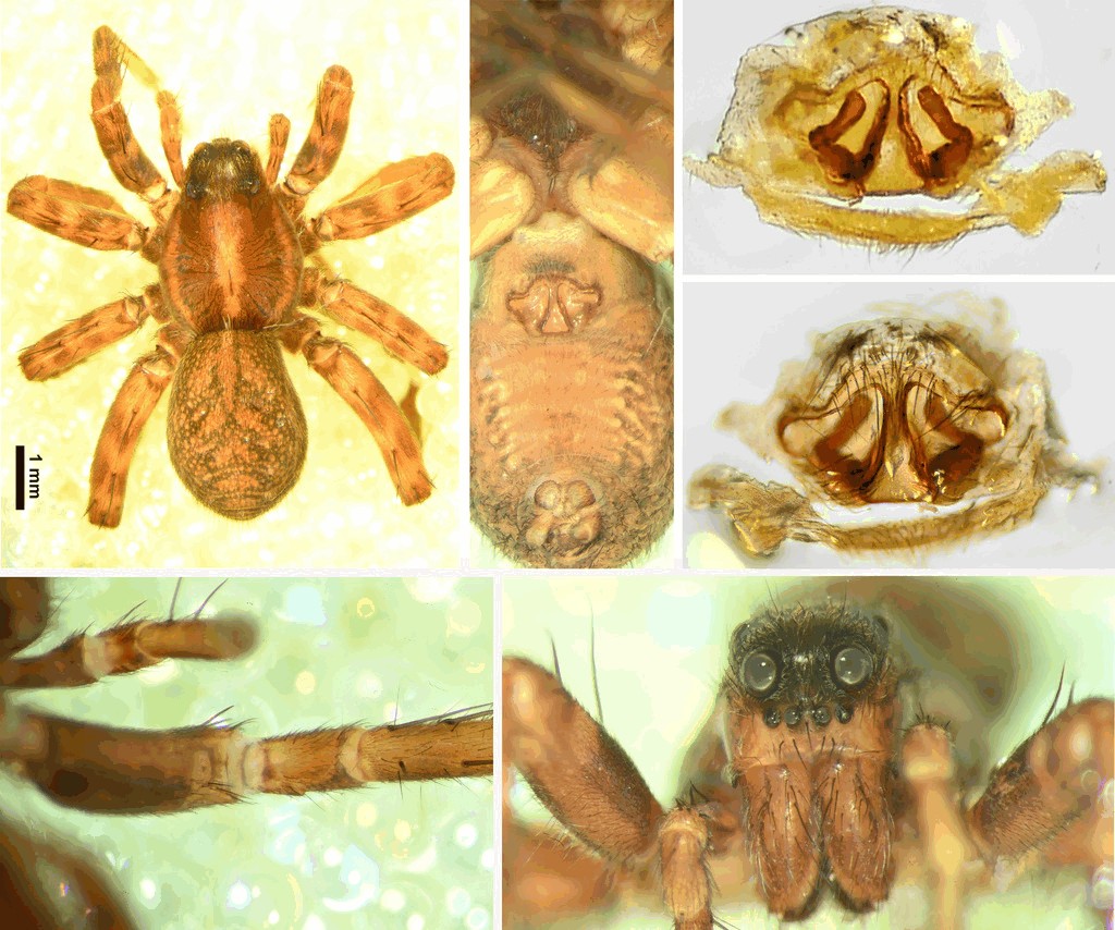 Pardosa_pullata-4.jpg