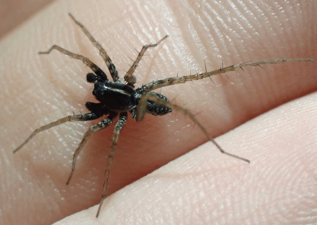 Pardosa_riparia-2.jpg