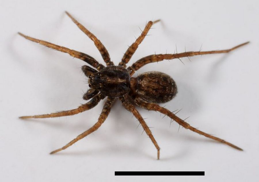 Pardosa_riparia-3.jpg