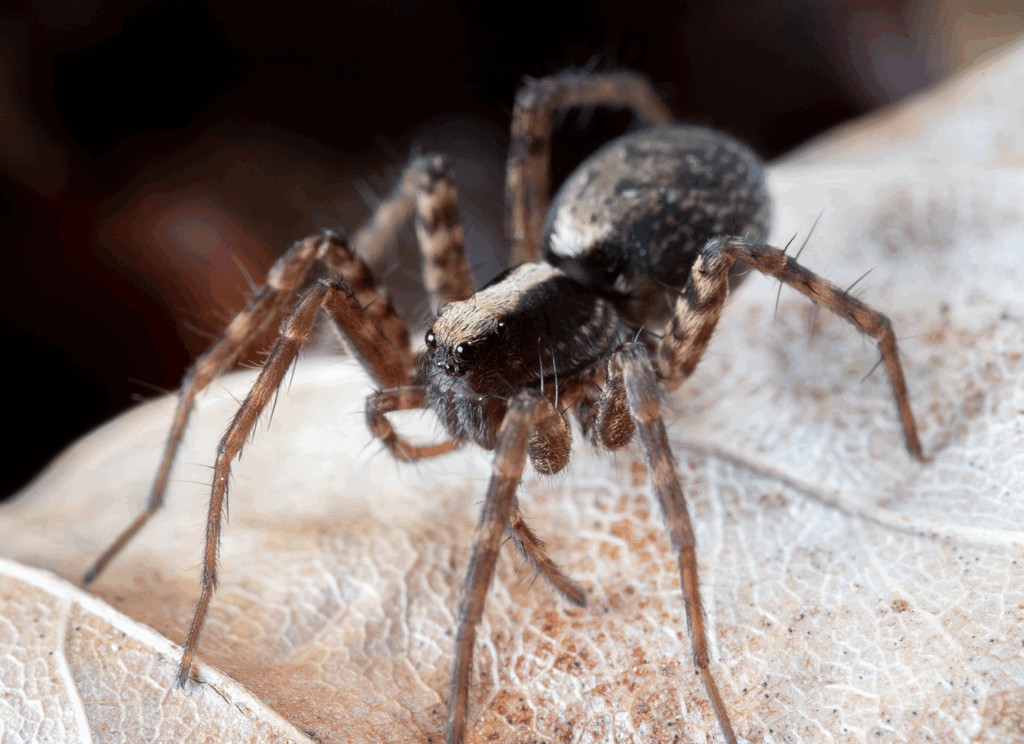 Pardosa_saltans-0.jpg