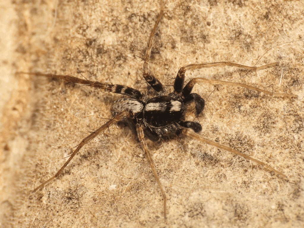 Pardosa_saltans-1.jpg