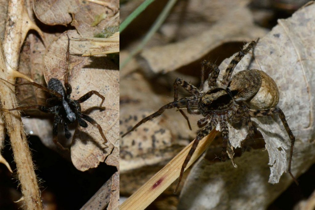 Pardosa_saltans-2.jpg