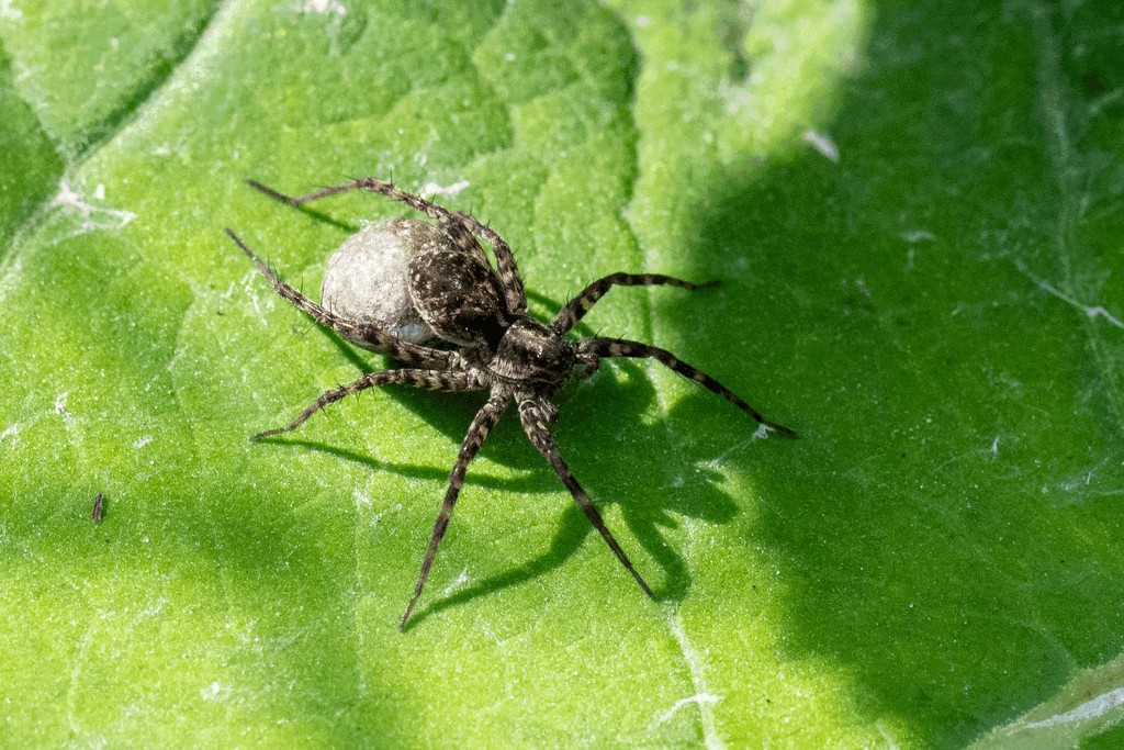 Pardosa_saltans-3.jpg