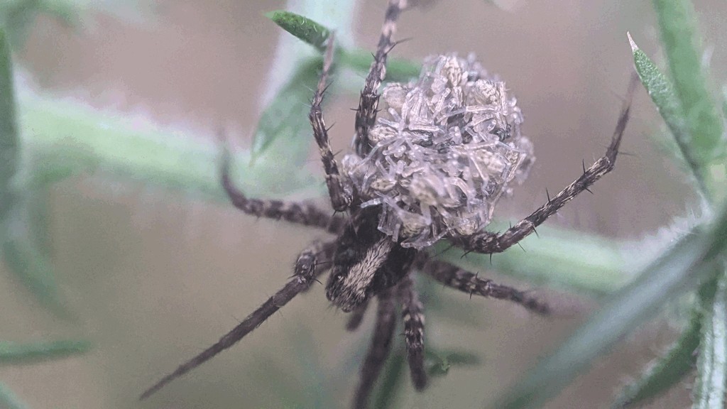 Pardosa_saltans-4.jpg