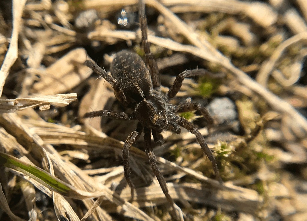 Pardosa_sphagnicola-1a.jpg