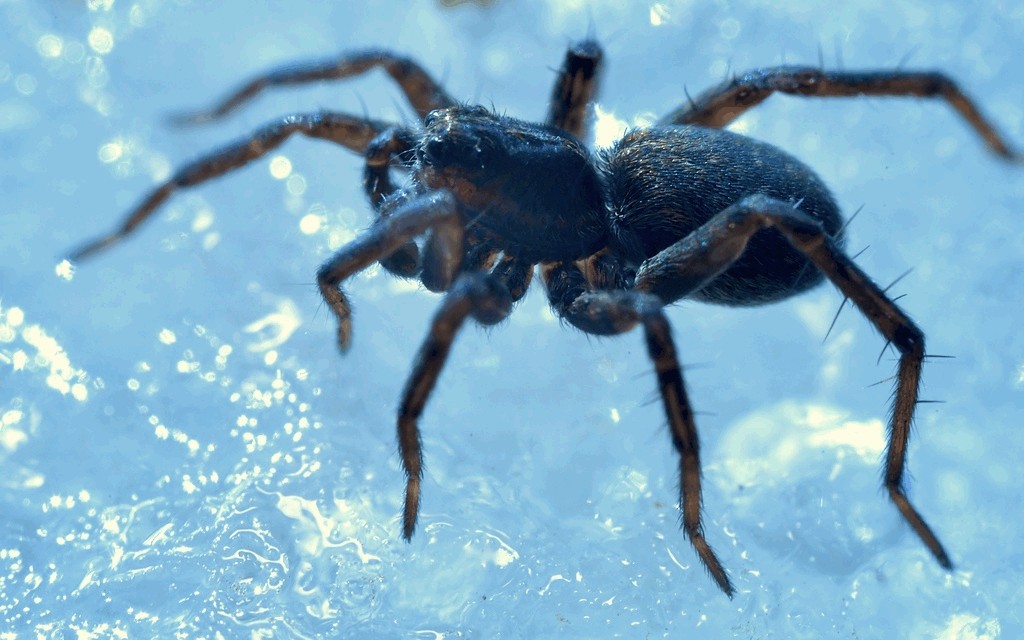 Pardosa_sphagnicola-2.jpg