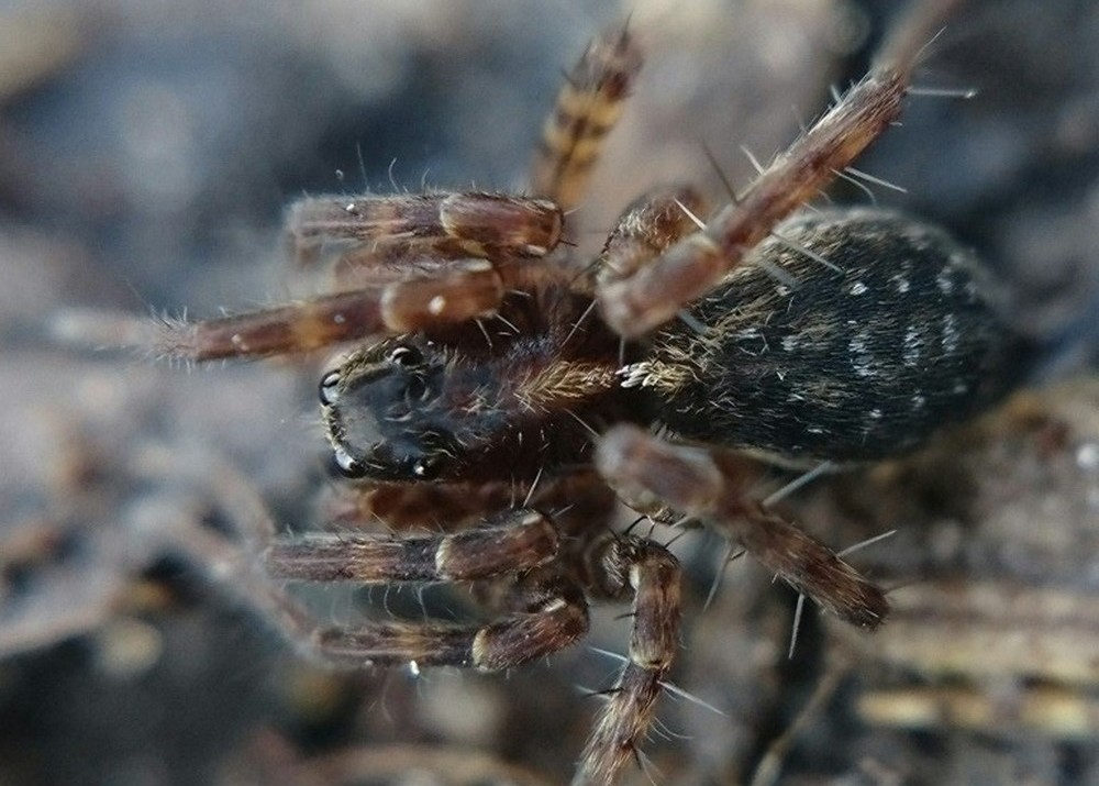 Pardosa_sphagnicola-3.jpg