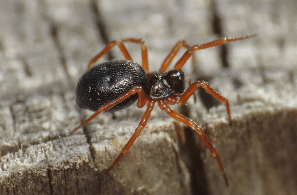 Pelecopsis_elongata-1.jpg