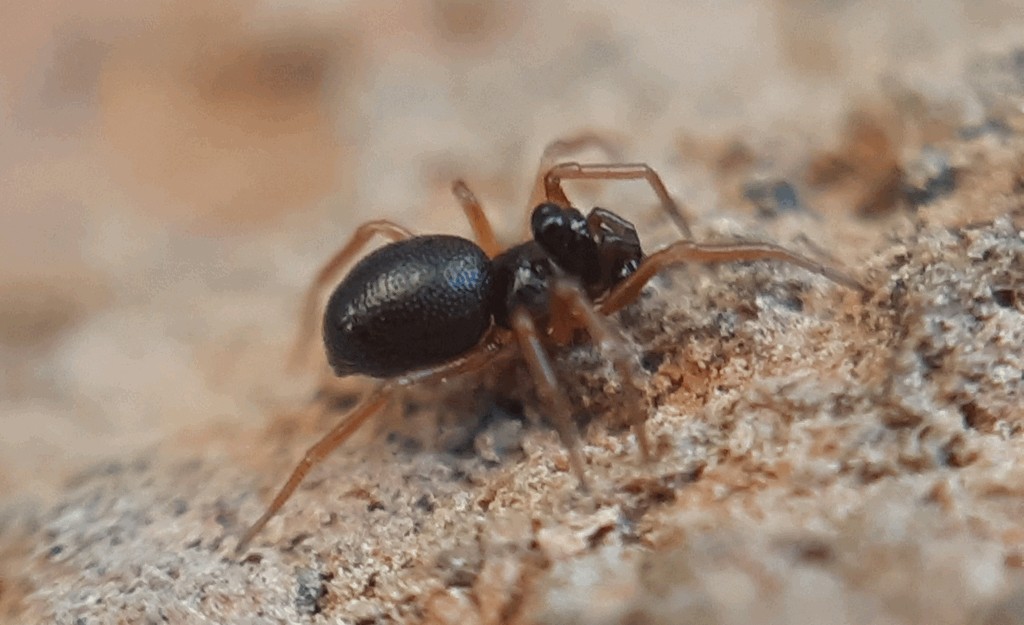 Pelecopsis_elongata-2.jpg