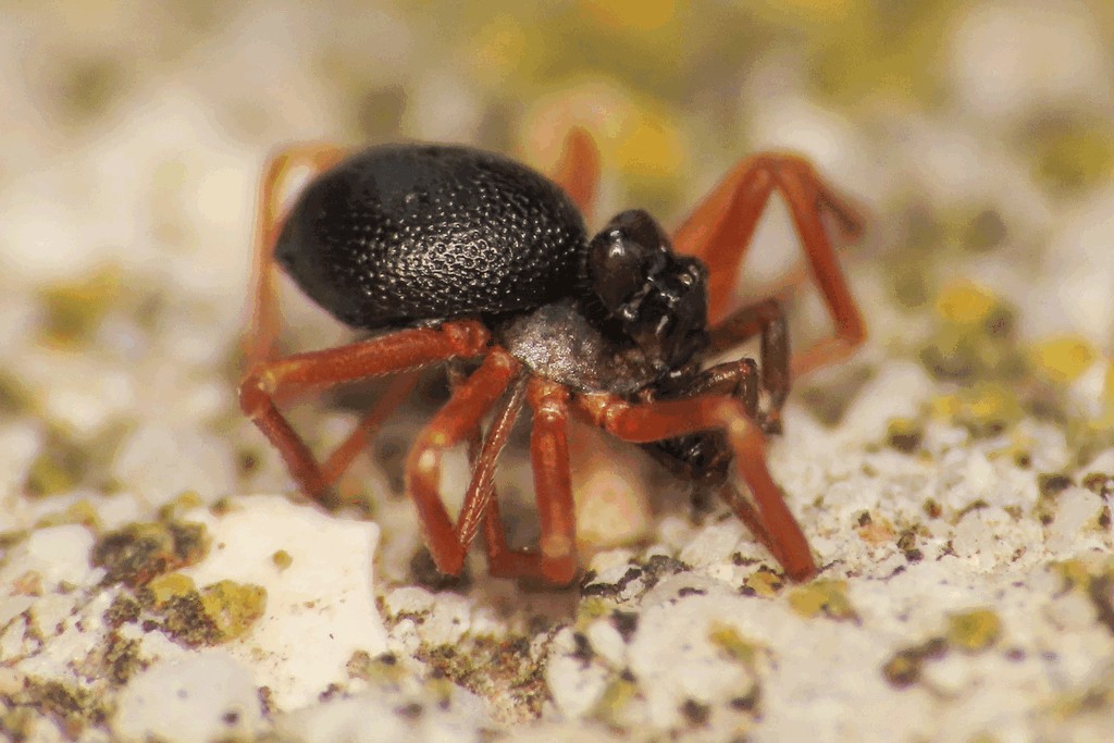 Pelecopsis_elongata-4a.jpg