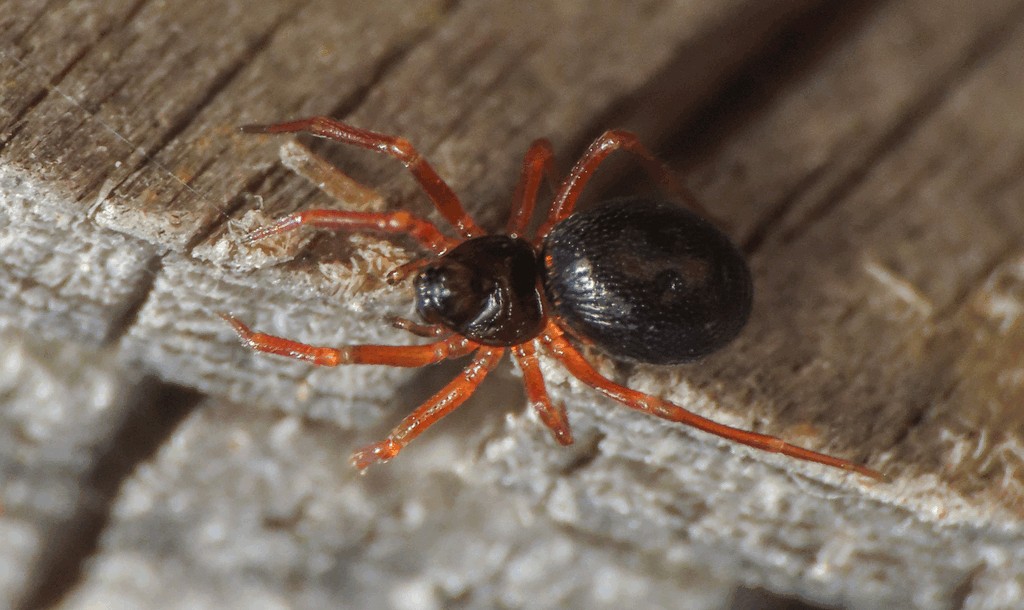 Pelecopsis_elongata-5.jpg